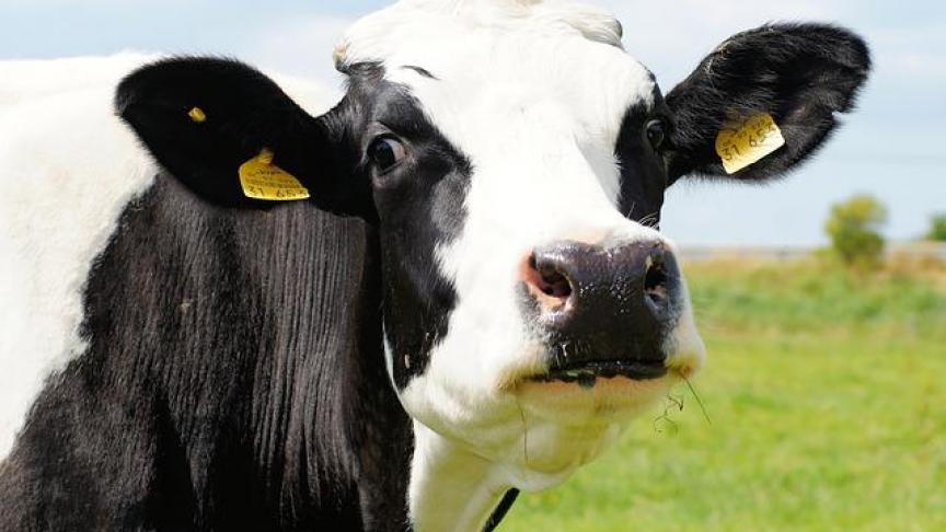 In 6 departementen geldt een verbod op melkproductie.