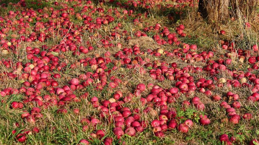 Ongeveer 14
% van het geproduceerde voedsel gaat elk jaar verloren, met Zuid-Azië, Noord-Amerika en Europa als de slechtste leerlingen van de klas. Kwetsbaar voedsel zoals groenten en fruit gaat vaker verloren (22
%) dan bijvoorbeeld granen en peulvruchten (9
%).