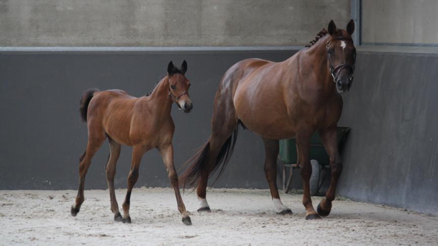 BWP staat als een huis voor de springpaardenfokkerij.