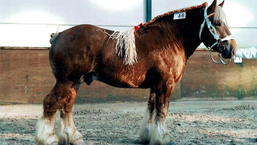 Voortaan zullen er voor de trekpaarden twee centrale hengstenkeuringen doorgaan; één in Ghlin en één in Oud-Heverlee.