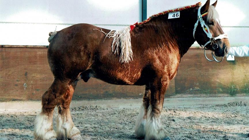 Voortaan zullen er voor de trekpaarden twee centrale hengstenkeuringen doorgaan;  één in Ghlin en één in Oud-Heverlee.