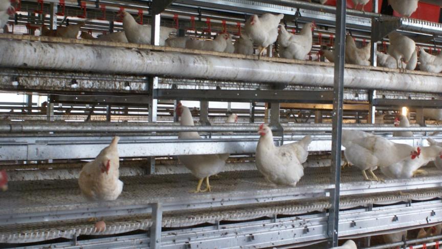In 2018 voldeed België aan de vooropgestelde Europese doelstellingen voor salmonella bij leghennen en vleeskippen.