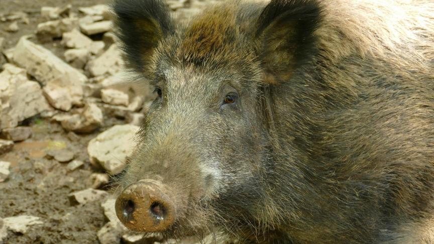 Op 21 oktober werd een nieuw positief geval van Afrikaanse varkenspest ontdekt in het kamp Lagland in Aarlen, in de besmette zone.