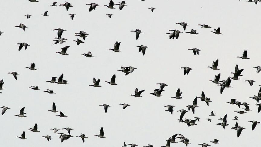 Vogelmigraties betekenen een verhoogd risico maar zijn niet de enige vorm van insleep van het virus op het pluimveebedrijf.