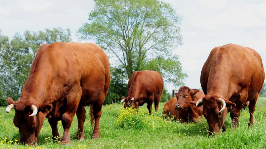 De bescherming betreft vers vlees van vrouwelijke dieren die tussen de 3,5 en de 8 jaar oud zijn en van ossen tussen de 2 en de 3,5 jaar oud, die behoren tot het ras ‘Rood’. Vanzelfsprekend indien gefokt en gekweekt in West-Vlaanderen.