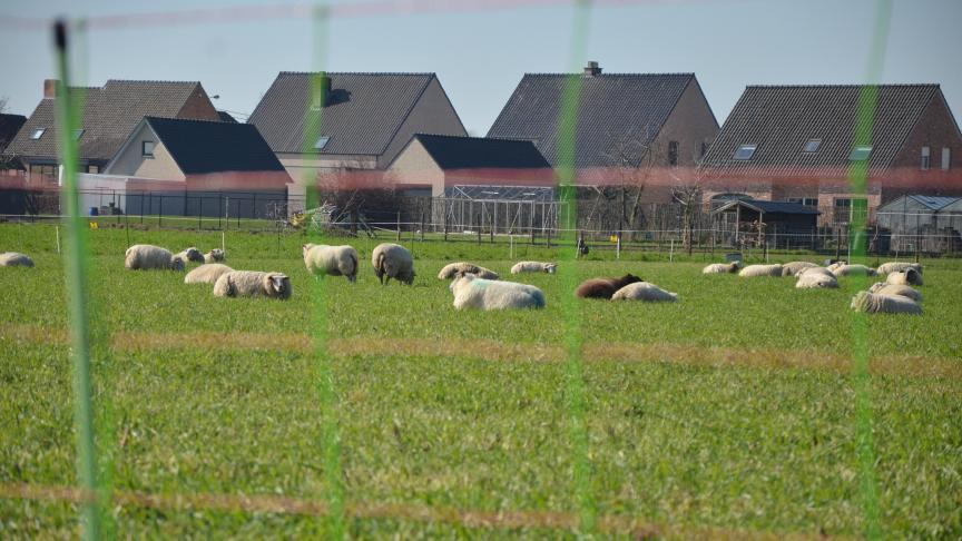 Nu het jachtseizoen weer in alle hevigheid is losgebarsten, zijn volgens Landschap vzw - de vereniging achter Welkom Wolf - ook de aanvallen op schapen weer begonnen.