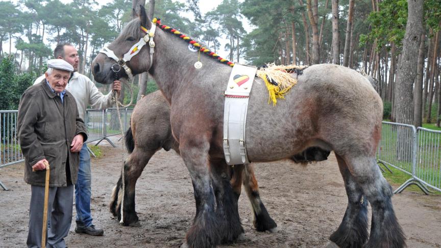 De 6-jarige kampioene Fleur van 't Groenenbroek (Matteo van 't Rietenhof) van Frans en Monique Beullens uit Ranst.
