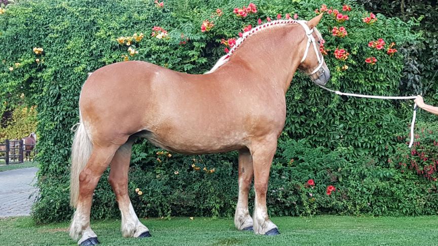 Vlaams Paard Obi One van ’t Heesveld, net voor haar export naar India.