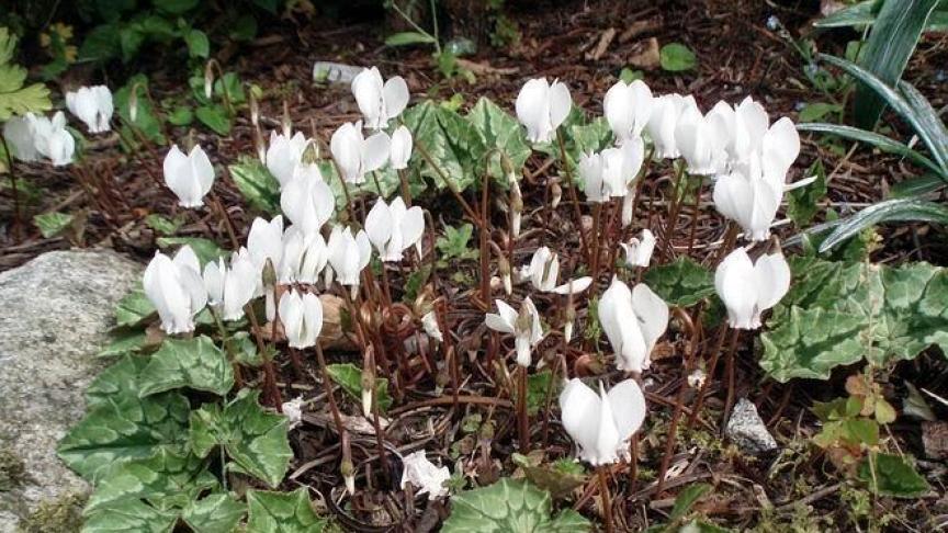 Cyclamen hederifolium is ook verkrijgbaar met witte bloemetjes.