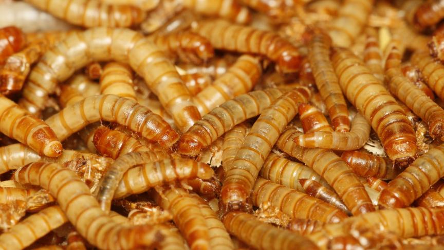 Eetbare insecten - hier meelwormen - kunnen overleven op laagwaardige nevenstromen uit de voedselproductie.