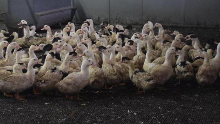 De uitbater van de boerderij, Filip Callemeyn, vindt de actie zinloos.