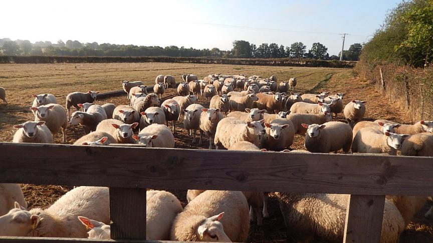 In bepaalde provincies zijn er momenteel geen slachthuizen meer die schapen willen of kunnen slachten.