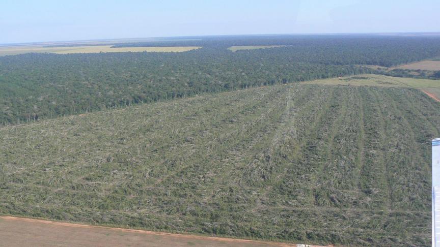 De Braziliaanse ontbossing wordt duidelijk gelinkt aan de opkomst van de sojateelt en veeteelt.