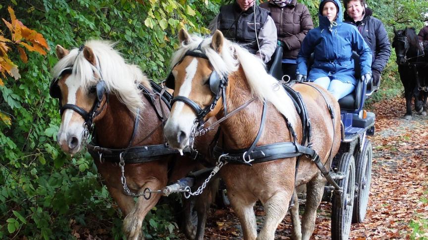 Houtlandmenners met 35 koetsen en 100 deelnemers op bosrit van 25 km.