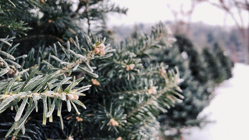 Volgens AVBS wordt ongeveer tien procent van de totale verkoop van kerstbomen al verkocht vóór Sinterklaas.