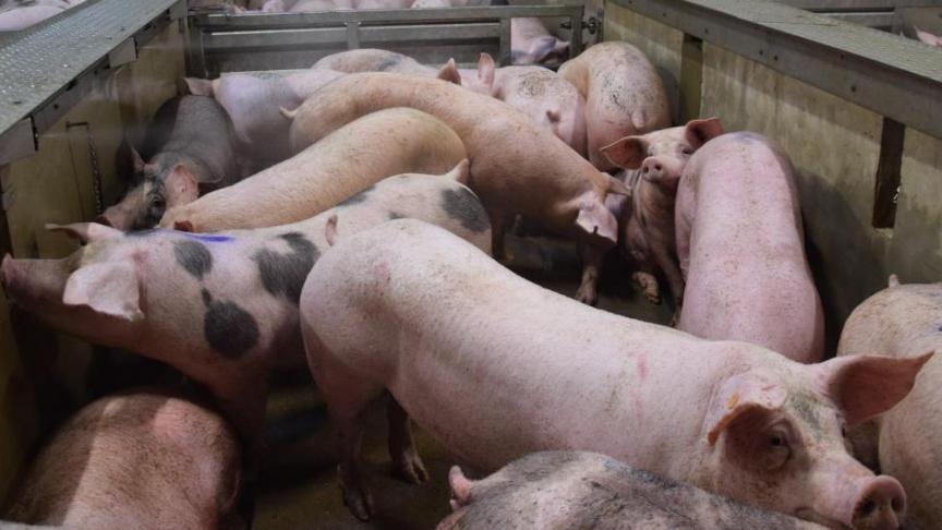 Volgens cijfers van Westvlees wordt per kilogram levend varken 1,4 euro betaald, voor een geslacht varken is dat 1,71 euro per kilogram.