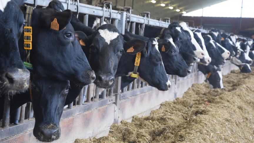 FrieslandCampina verhoogt de garantieprijs voor gangbare melk in de verwachting dat concurrenten hun melkprijzen verhogen.