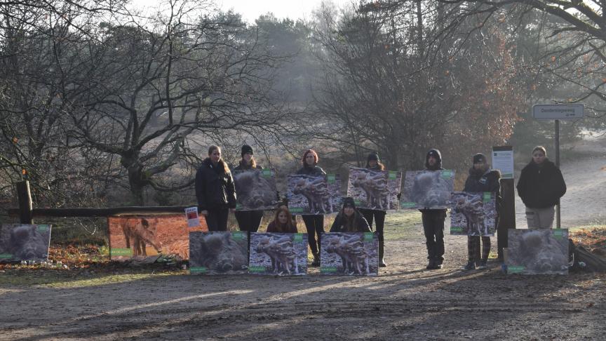 Volgens Animal Rights heeft afschot van everzwijnen weinig nut en zorgt het voor dierenleed. De organisatie deed daarom een stille wake tijdens de drukjacht op everzwijnen in Zonhoven.