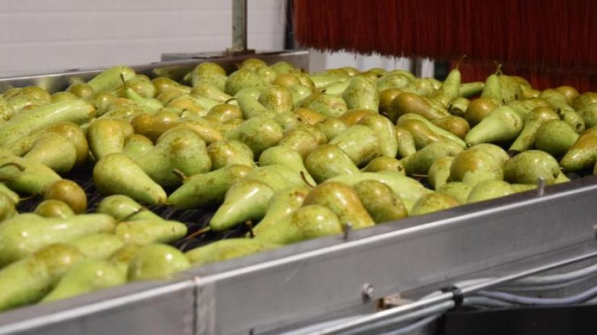 De ziekte treft onder andere peren, meidoorns, appels, lijster- en jeneverbessen.