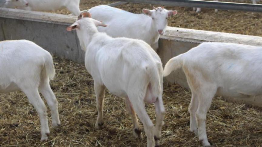 Die geitenbedrijven zijn heel divers: ze hebben een schaal van amper 100 ton tot ruim 1,5 mio kg melk.