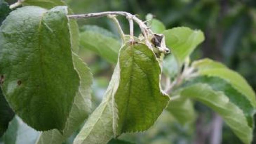 Bacterievuur, een gevaarlijke bacterie in de fruitteelt, is een voorbeeld van plaagorganisme dat vanaf 14 december verandert van Q-status naar RNQP-status. De huidige strenge bestrijdingsmaatregelen komen te vervallen en beperken zich tot het teeltmateriaal. Voor de fruitteler zelf, blijft er een bestrijdingsplicht in zijn aanplantingen.