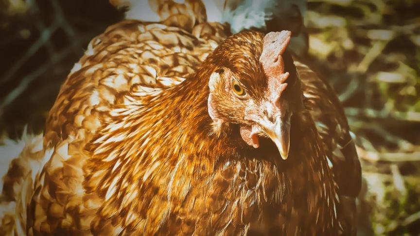 Onder de verwaarloosde dieren ging het in de meeste gevallen om vogels.