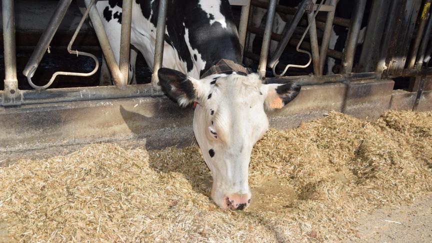 De CVB Veevoedertabel is een referentiewerk voor diervoederbedrijven, laboratoria, veehouders, onderzoek en onderwijs in Nederland en in Vlaanderen.