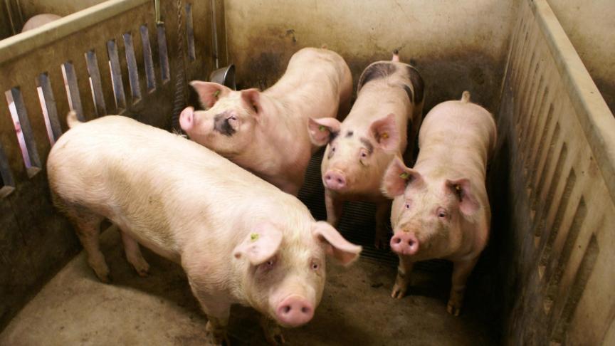 De EU blijft ook in 2020 top-exporteur van varkens.