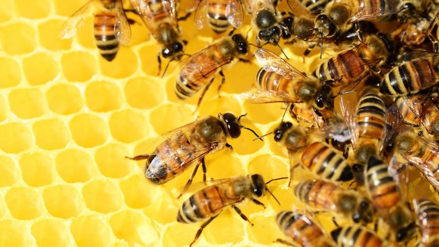 Infecties vormen een van de grootste bedreigingen voor bijen, naast insecticiden, vernietiging van hun habitat en nestplaatsen, en diëten van lage kwaliteit vanwege de verminderde bloemendiversiteit.