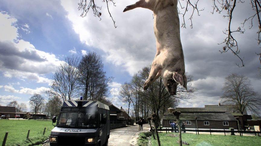 Protesterende boeren hingen soms dode dieren op aan bomen, om hun frustratie te uiten.
