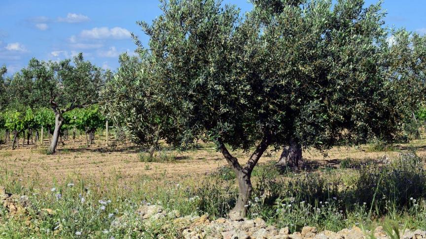 In de Centraal-Siciliaanse provincie Enna is er tussen 2016 en 2017 voor 130 miljoen euro aan Europese subsidies uitgekeerd, maar veel komt in verkeerde handen terecht, terwijl ontwikkeling in de landbouw nodig is.