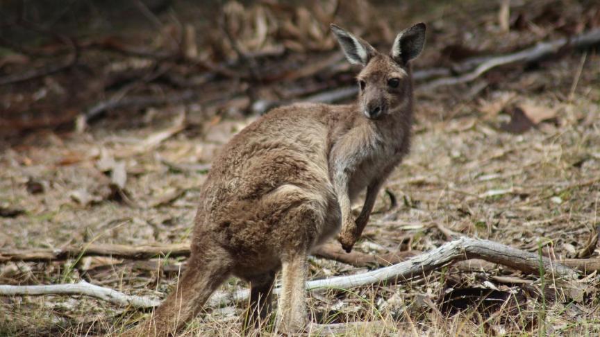 Volgens Gaia gebeurt de commerciële kangoeroejacht bijzonder wreed, en zetten de bosbranden in Australië een extra druk op het dierenbestand.