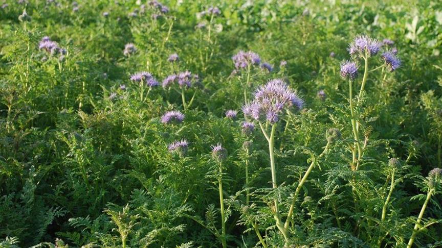 1.810 landbouwbedrijven slaagden er niet in hun verplichting (volledig) na te komen. Er wacht hen een sanctie.