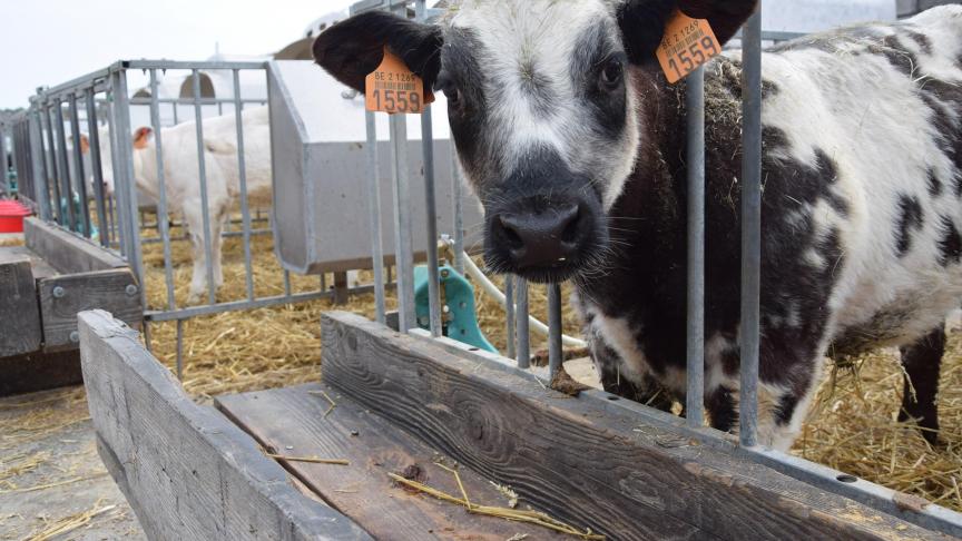 Ook het gelinkte voorstel om de verkoop van voedingsmiddelen als melk en vlees, afkomstig van gekloonde dieren, te verbieden op de Europese markt, sneuvelt.