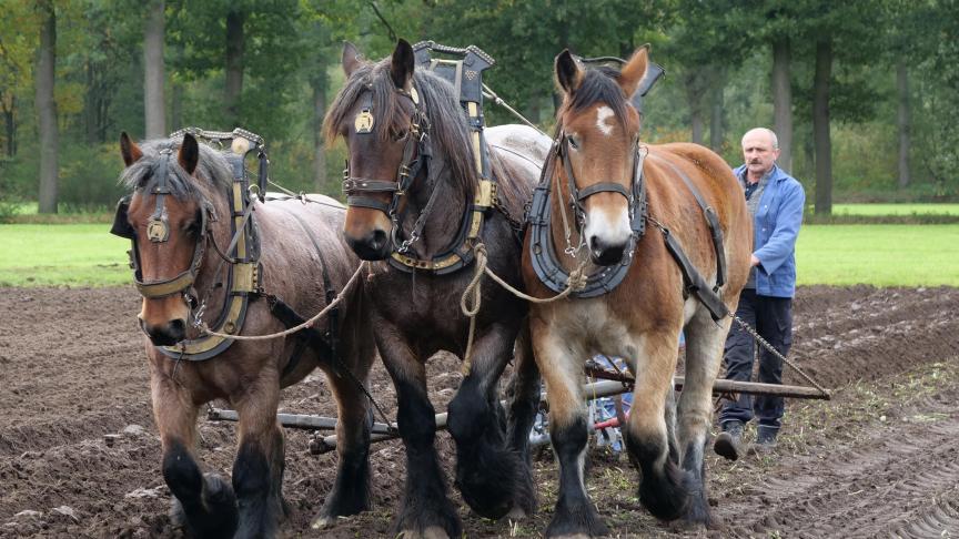 Walter Oorts aan het werk met zijn driespan tijdens de ploeg- en zaaidag in Merksplas.