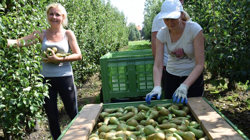 Minister Ducarme besliste de lopende steunmaatregelen voor de rundvee-, varkens- en fruitsector te verlengen in de eerste helft van 2020.