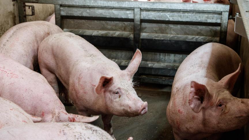 Voor China is ingevoerd varkensvlees zonder meer de goedkoopste optie.