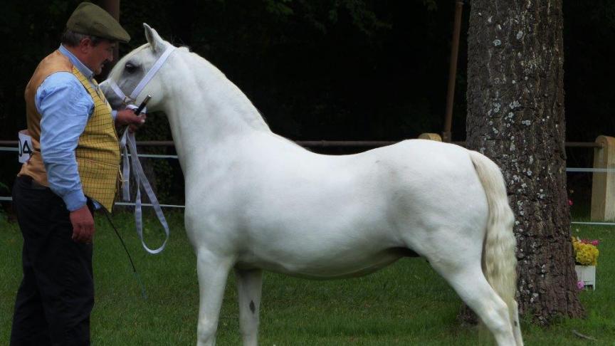 Voortaan wordt  het officiële Welsh Pony stamboek in België ‘Koninklijk Belgisch Welsh Pony & Cob Stamboek.’