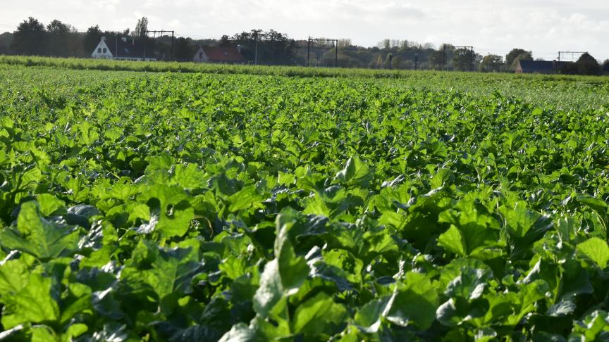 82
% van de Vlaamse landbouwers kwam de verplichtingen rond het inzaaien van vanggewassen in het kader van MAP6 perfect na.