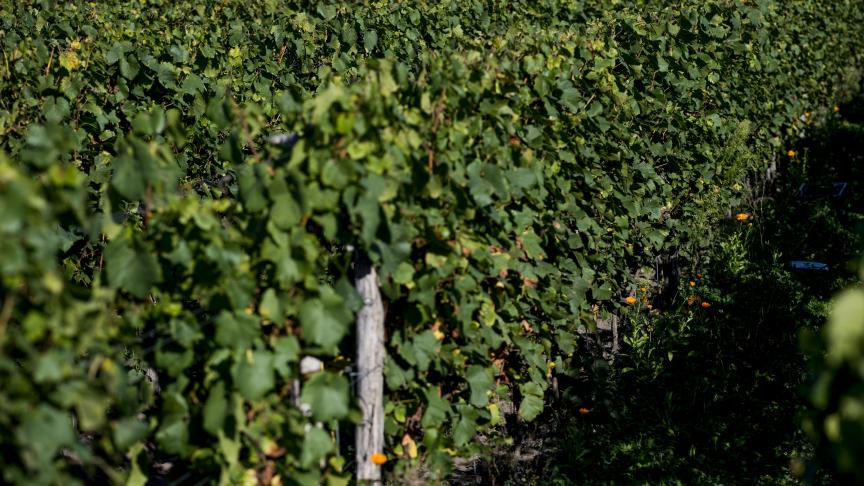 Vorig jaar is in Vlaanderen 705.196 liter wijn geproduceerd.