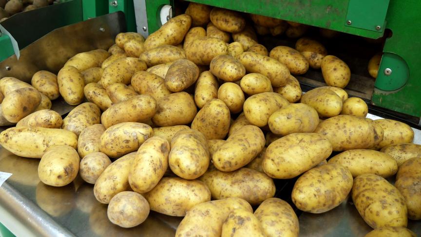 Potatoes_in_grocery_store