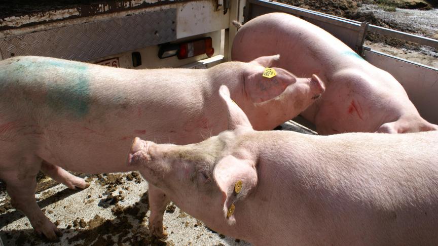 De Belgische export van varkens naar Duitsland is teruggevallen door de coronaproblemen in Duitse slachterijen.