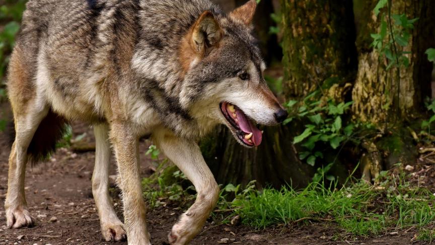 Hoewel de grijze wolf een beschermde diersoort is in Europa, mag elk jaar een quotum gedood worden.