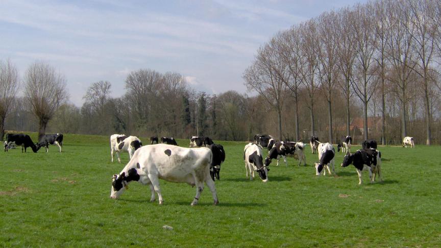 In de melkveehouderij wordt gewoonlijk minder dan 50% van de totale grasproductie door de koeien in de wei opgegeten. In de veldproeven van Amazing Grazing is een percentage van 70% gehaald. Direct in het voorjaar starten met weiden is daarbij wel een voorwaarde.