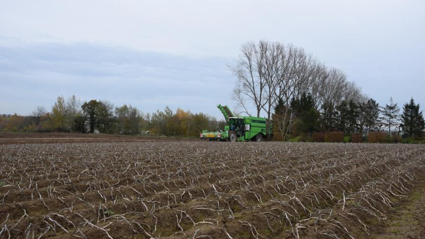 In 2019 werden nieuwe chipsrassen aangeplant in Waterland-Oudeman en Kortrijk.