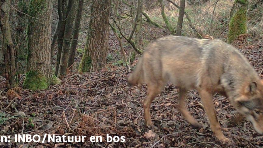 Het nestgebied vormt een secuur uitgekozen omgeving waar een wolvin haar welpen werpt en de maanden daarna probeert groot te brengen, afgeschermd van pottenkijkers.