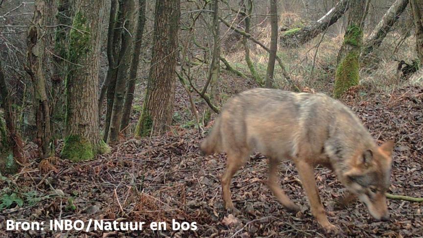 Het nestgebied vormt een secuur uitgekozen omgeving waar een wolvin haar welpen werpt en de maanden daarna probeert groot te brengen, afgeschermd van pottenkijkers.