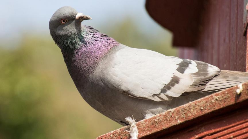 Het probleem ligt niet bij de duiven, maar wel bij de momenten waarop de duiven samengebracht (inkorvingen) worden om aan een vlucht of wedstrijd deel te nemen.