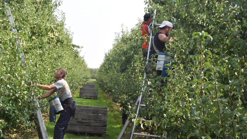 De landbouw loopt toch niet aan tegen een groot tekort aan seizoensarbeiders, meldt Boerenbond.