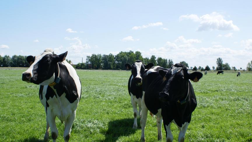 MilkBE is de brancheorganisatie opgericht door de landbouworganisaties ABS, Boerenbond, FWA en de zuivelindustrie BCZ-CBL.